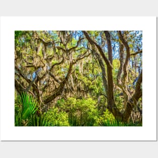 Cumberland Island National Seashore Posters and Art